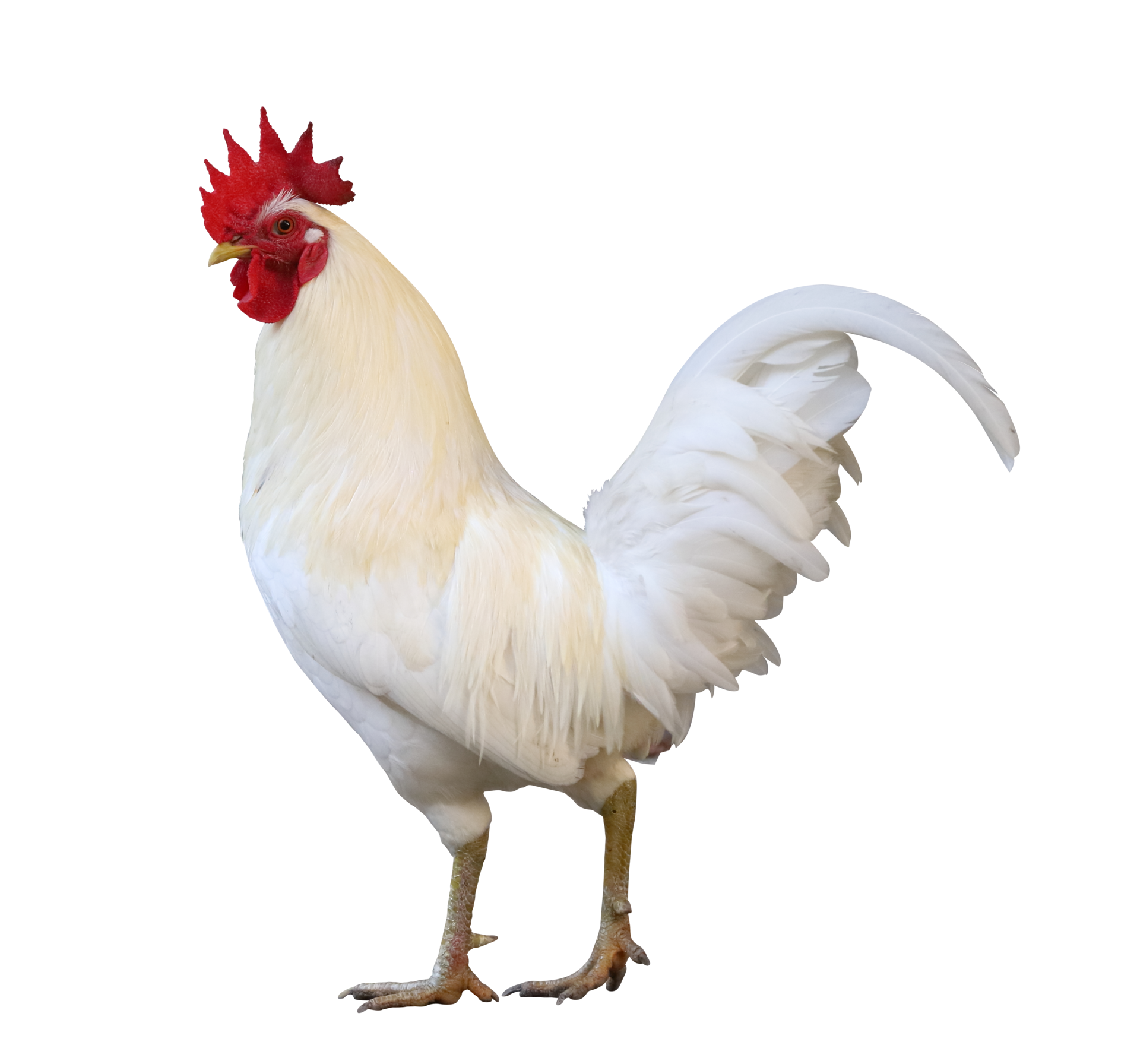 Varahvet