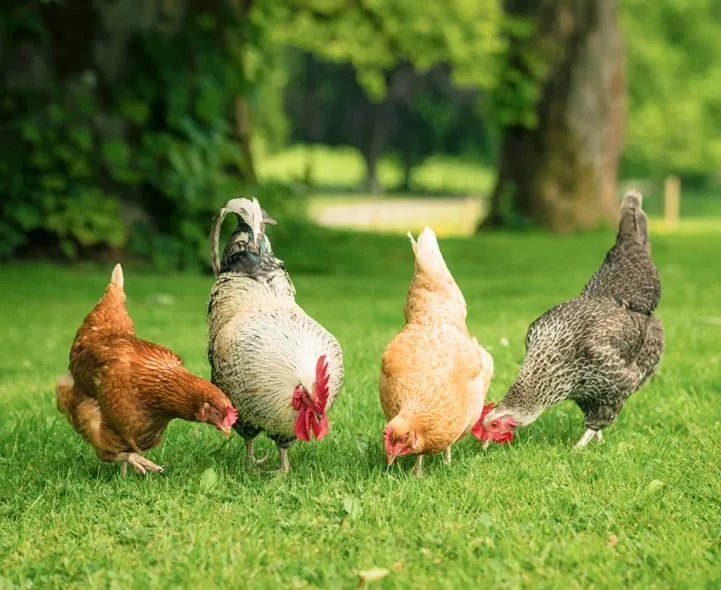 Healthy poultry flock on a farm