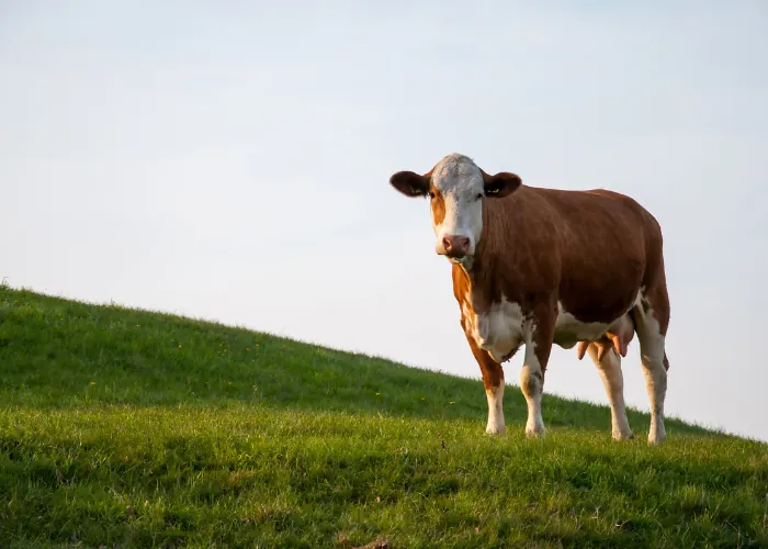 Cattle feed supplements by Varah Healthcare